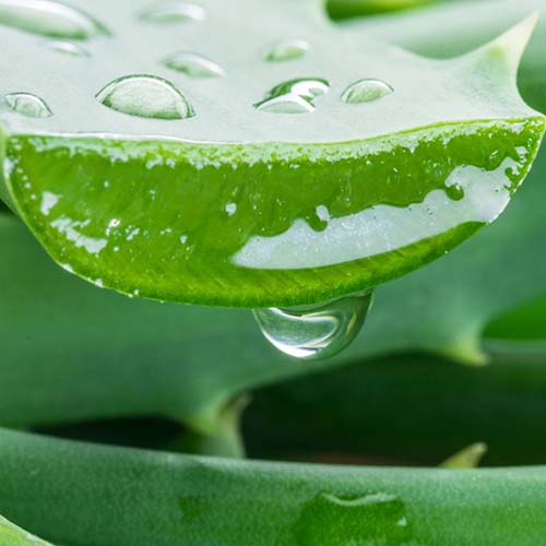 Aloe Vera Gel | Uses, Side Effects, Advice and More | 2024 - Pure Medical